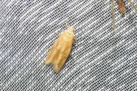 Mompha ochraceella