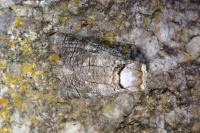Cossus cossus