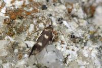 Scythris scopolella