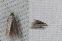 Coleophora