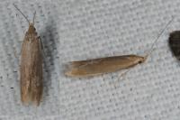 Coleophora