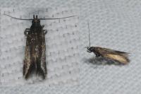 Coleophora