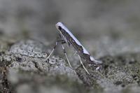 Dialectica scalariella