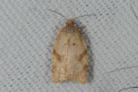 Acleris ferrugana/notana