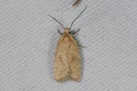 Agonopterix assimilella