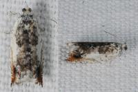 Ancylis laetana