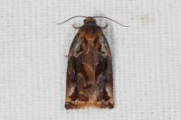 Archips oporana