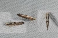 Argyresthia conjugella