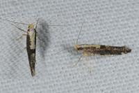 Argyresthia conjugella