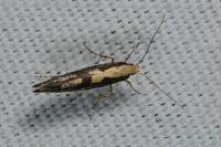 Argyresthia conjugella