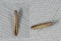 Batrachedra