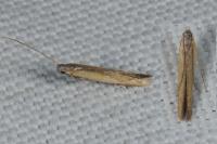 Batrachedra