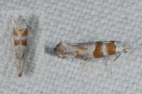 Cedestis gysseleniella