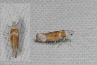 Cedestis gysseleniella