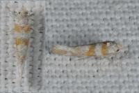 Cedestis gysseleniella