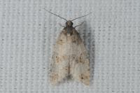 Cnephasia