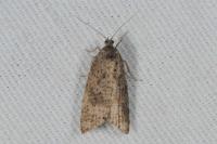 Cnephasia