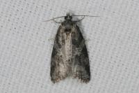 Cnephasia