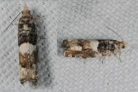 Epinotia demarniana