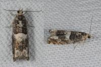 Epinotia demarniana
