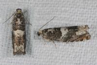 Epinotia demarniana