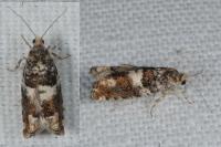 Epinotia demarniana