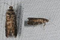 Epinotia nanana