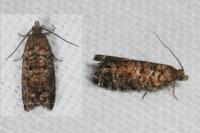 Epinotia nanana