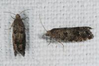 Epinotia nanana