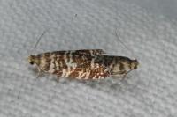 Epinotia tedella