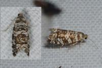Epinotia tedella