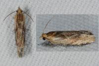 Eucosma gr. cana