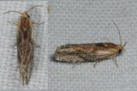 Eucosma gr. cana