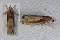 Eucosma gr. cana