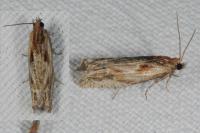 Eucosma gr. cana