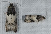 Gypsonoma sociana