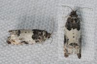Gypsonoma sociana