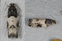 Gypsonoma sociana