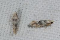 Infurcitinea