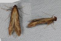 Metzneria neuropterella