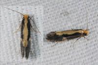 Monopis obviella