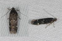 Neofriseria peliella