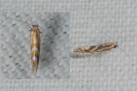 Phyllonorycter
