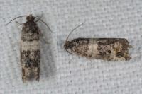 Piniphila bifasciana