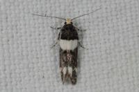Recurvaria leucatella