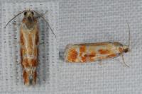 Rhyacionia buoliana
