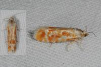 Rhyacionia buoliana
