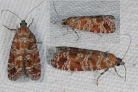 Rhyacionia pinivorana