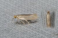 Tineola bisselliella