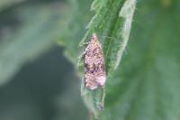 Celypha lacunana